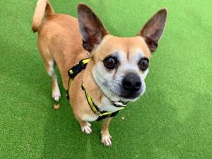 Max - Male Chihuahua: Short Hr Photo