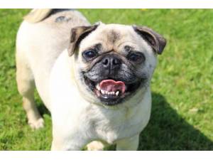 Meghan - Female Pug Photo
