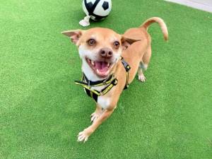 Minnie - Female Chihuahua: Short Hr Photo