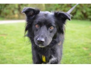 Monty - Male A Crossbreed Photo