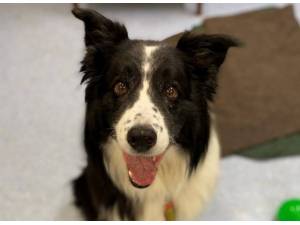 Oscar - Male Border Collie Photo