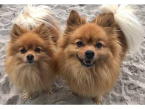 Wee Bear - Male German Spitz (Klein) Photo
