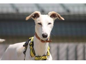 Zach - Male Lurcher Photo