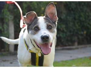 Ziggy - Male A Crossbreed Photo