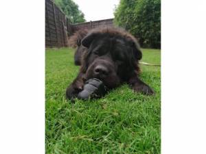 Chyna - Female Dogs Photo