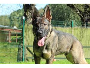 Duke - Male German Shepherd Dog (GSD / Alsatian) Photo