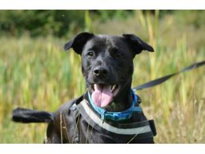 Edward - Male Lab Cross Photo
