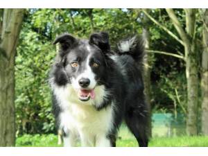 Jimmy - Male Border Collie Photo