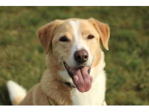 Lewis - Male Lab Cross Photo