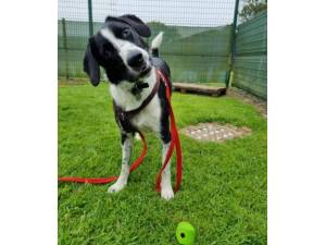 Bruno - Male Collie Cross Photo