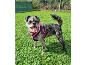Bella - Female Crossbreed Photo