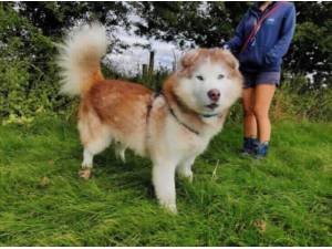 JOE - Alaskan Malamute Photo