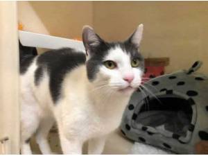 JIXXY - Domestic Shorthair
crossbreed Photo