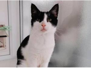 STIRLING - Domestic Shorthair
crossbreed Photo