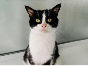 LILLY - Domestic Shorthair
crossbreed Photo