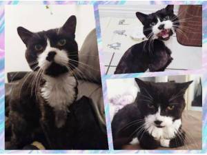 FERGUS - Domestic Shorthair
crossbreed Photo