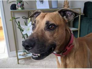 OREO - Lurcher
crossbreed Photo