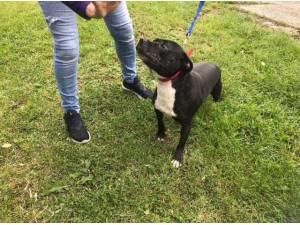 NICO - Staffordshire Bull Terrier Photo