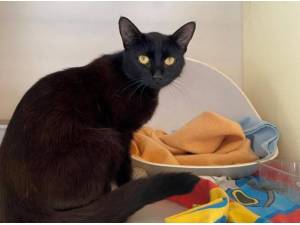 JOLENE - Domestic Shorthair
crossbreed Photo