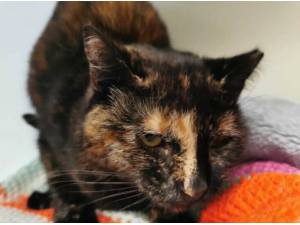 JADE JONES - Domestic Shorthair
crossbreed Photo
