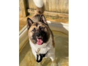 Astra - Female Akita Photo