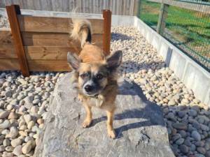 Dasher - Male Chihuahua: Long Hr Photo