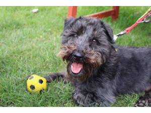 Diesel - Male A Crossbreed Photo