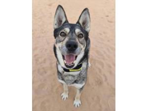 Eve - Female Siberian Husky Photo