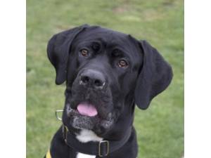 Humphrey - Male Great Dane Photo
