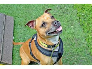 Morley - Male Staffordshire Bull Terrier (SBT) Photo