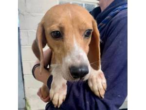 Zest - Female Beagle Photo