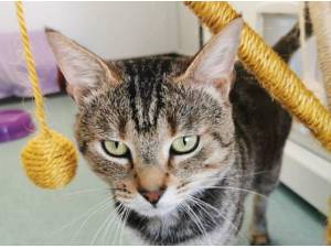 DIGBY - Domestic Shorthair
crossbreed Photo