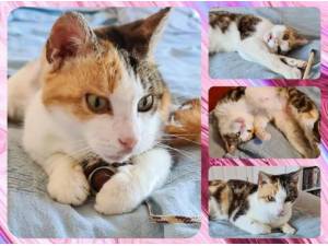 ESTELLE - Domestic Shorthair
crossbreed Photo
