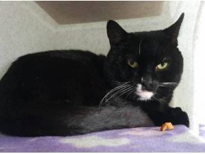 TIMMY - Domestic Shorthair
crossbreed Photo