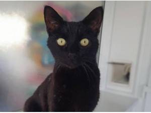 MAX - Domestic Shorthair
crossbreed Photo