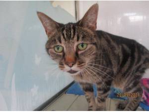 SPARKY - Domestic Shorthair
crossbreed Photo