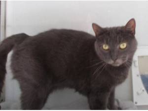 STORM - Domestic Shorthair
crossbreed Photo