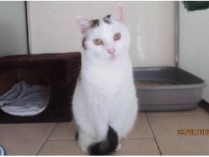 SKY - Domestic Shorthair
crossbreed Photo
