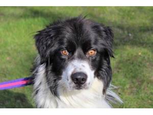 Fleet - Male Collie Cross (Border) Photo