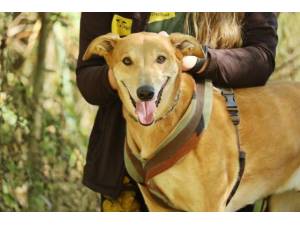 Jake - Male Lurcher Photo