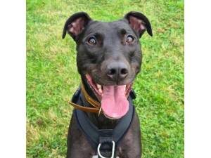 Lyle - Male Lurcher Photo