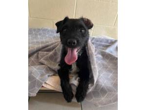 Marley - Male Patterdale Terrier Photo