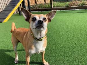 Max - Male Chihuahua: Short Hr Photo