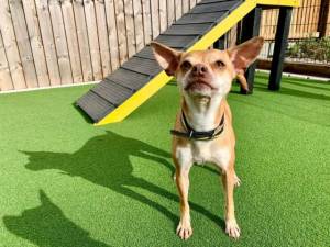 Minnie - Female Chihuahua: Short Hr Photo