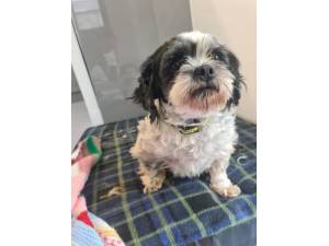 Rachel - Female Shih Tzu Photo