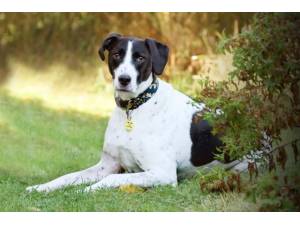 Stanley - Male Pointer: English Photo
