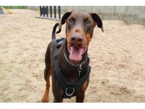 Stuart - Male Dobermann Photo