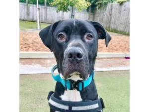 Vinnie - Male A Crossbreed Photo