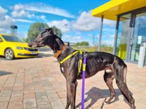 Coal - Male Greyhound Photo