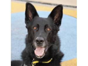 Cooper - Male German Shepherd Dog (GSD / Alsatian) Photo